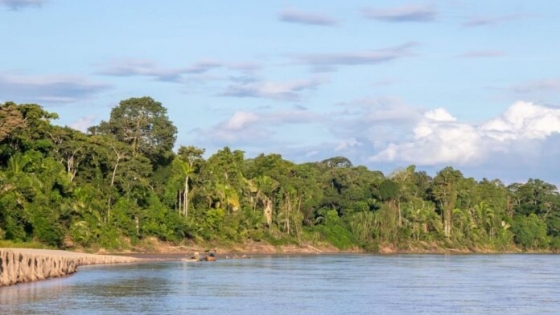 Bosques Tropicales: cruciales en la regulación del clima, la preservación de la biodiversidad y el sustento de millones de personas en todo el mundo