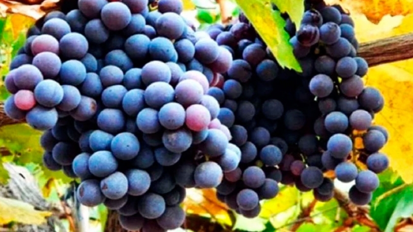 Por qué elegir un Pinot Noir argentino