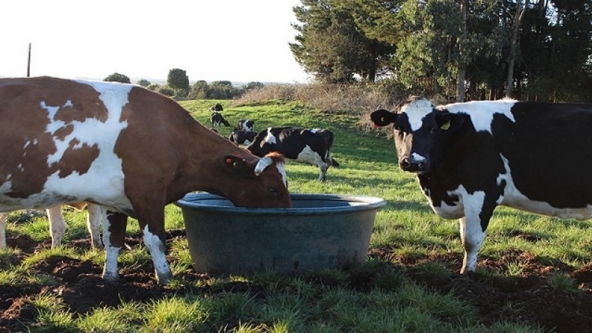 Carlos Tejedor compra agua para salvar vacas