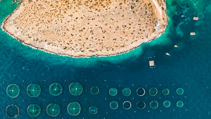 La acuicultura se ha convertido en una de las principales fuentes de pescado en el mundo