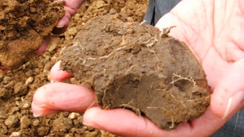Captura de carbono: una consultora argentina elaboró un protocolo que se aplicará a los suelos de todo el mundo
