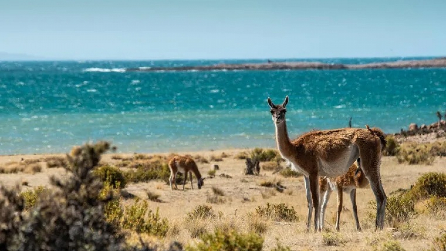 Cabo Raso: el destino patagónico donde no hay señal ni internet