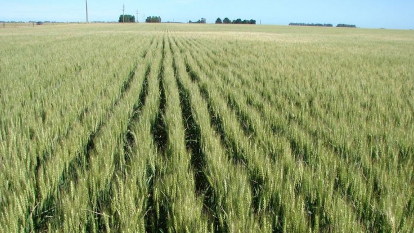 Una agtech da trazabilidad del barbecho a la góndola