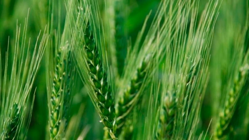 Trigo: cómo planificar una estrategia de siembra eficiente