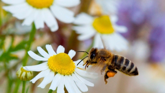 El rol vital de las abejas en la agricultura