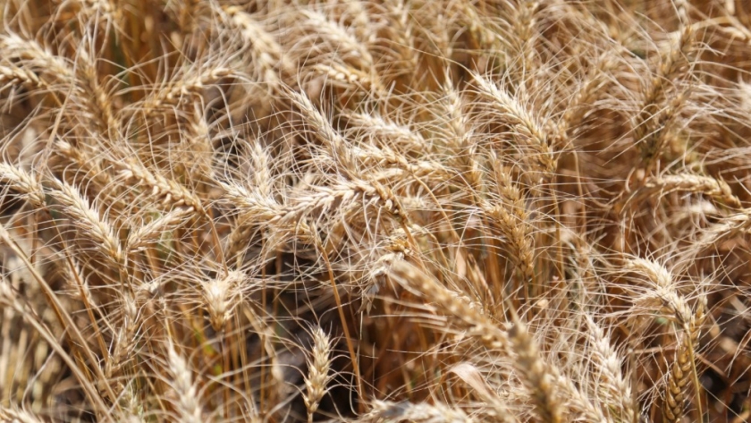 Trigo argentino al mundo: por primera vez Argentina puede exportar trigo a China