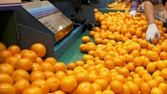 Chupate esa mandarina: Argentina reclamó ante la OMC que nos dejen exportar de una vez por todas cítricos dulces a Estados Unidos