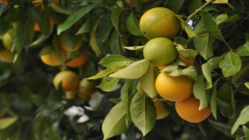 Las exportaciones de cítricos se mantienen pese al COVID-19