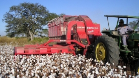 Santa Fe: se encuentra disponible una línea de créditos sin interés para productores algodoneros