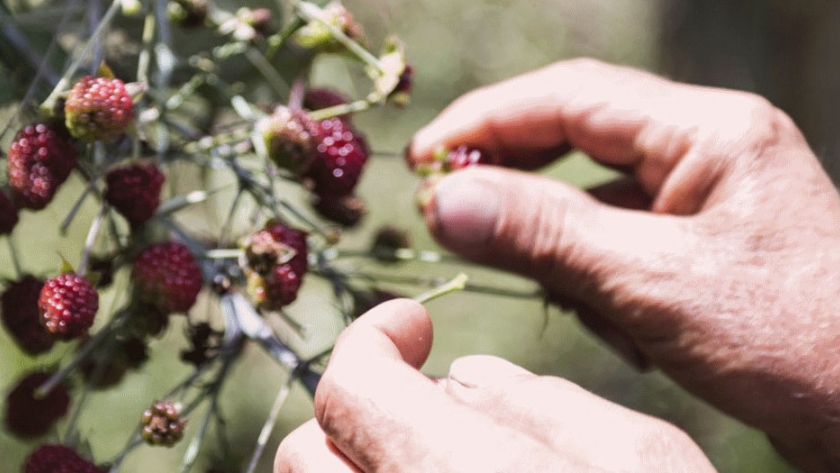 Investigación detalló los beneficios de la fertilización integral en los cultivos de mora