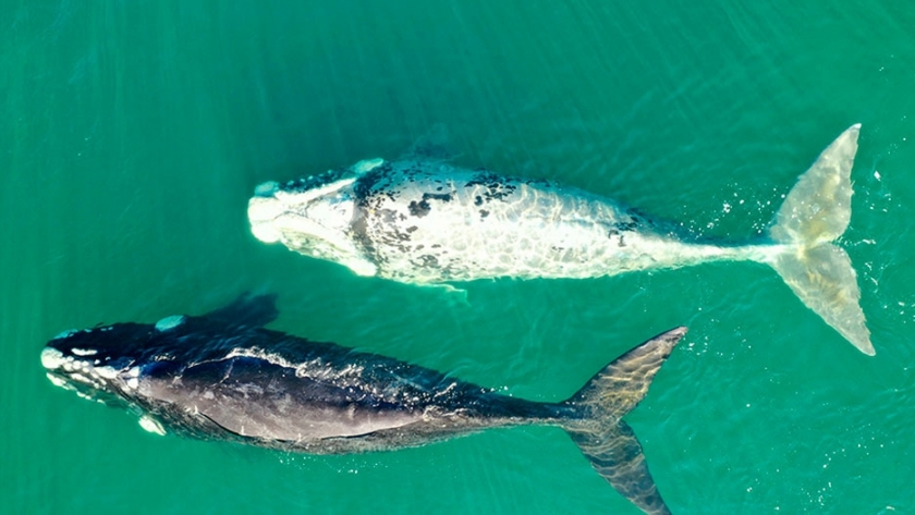 Una ballena parcialmente albina apareció en Las Grutas
