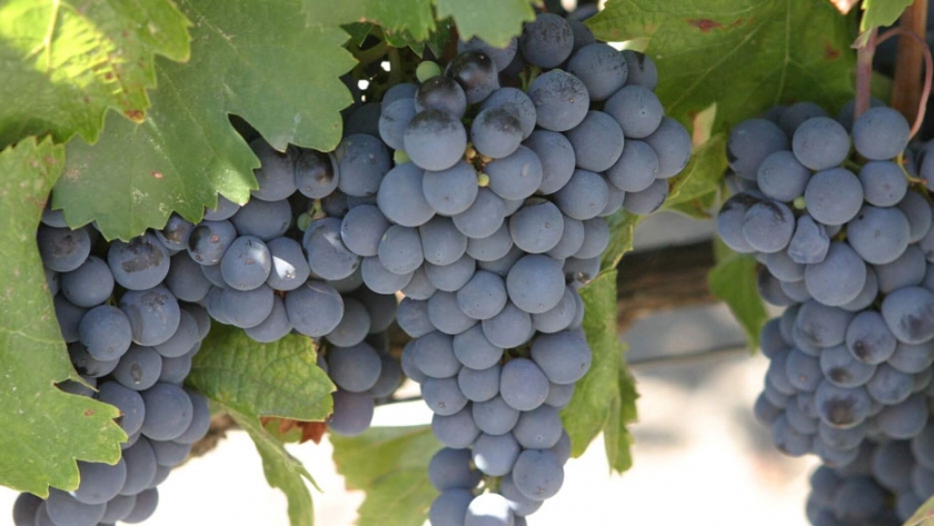 El INTA impulsa la vitivinicultura en Entre Ríos