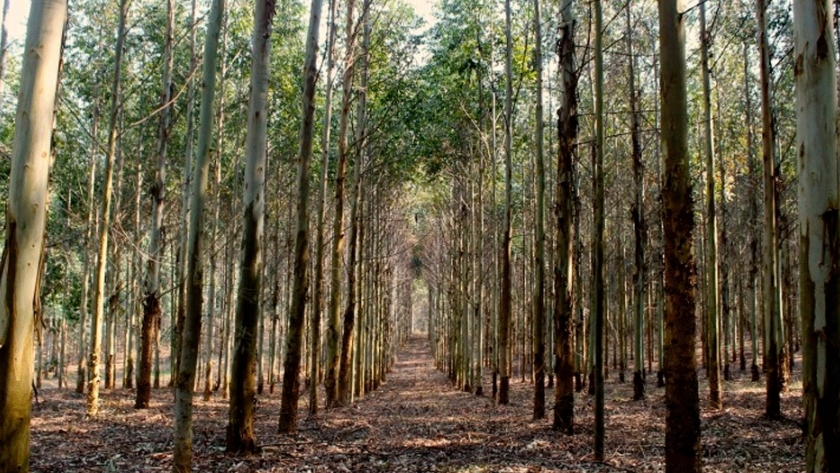 Efecto invernadero: Producciones forestales en la mira