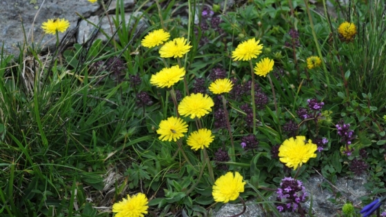 Un control biológico para salvar los pastizales fueguinos: científicos buscan frenar una maleza que avanza sobre la ganadería