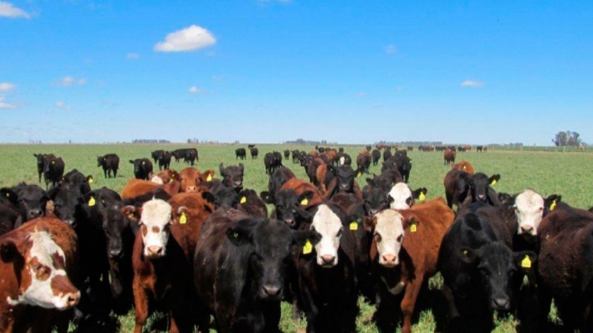 El Gobierno y su plan de Ganadería Siglo XXI