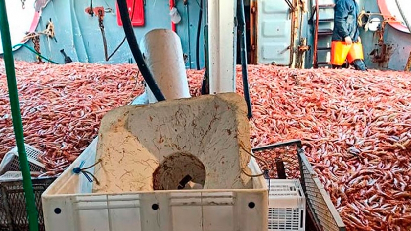 Langostino todo el año
