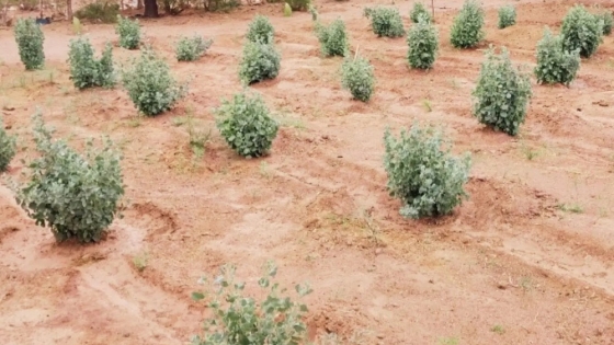 Zampa: la planta forrajera clave para suplementar pequeños rumiantes en el norte de Argentina