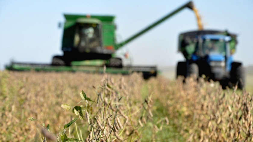 El precio de la soja sigue en caída