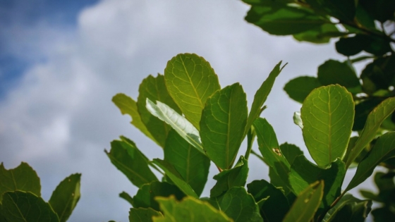 Desarrollan nuevas variedades de yerba mate con mayor rendimiento y adaptación