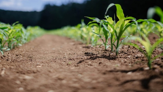 Una nueva plataforma busca impulsar la agricultura regenerativa y abrir una fuente extra de ingresos para los productores
