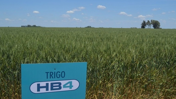 Polémica: la justicia prohibió el trigo transgénico en la provincia de Buenos Aires