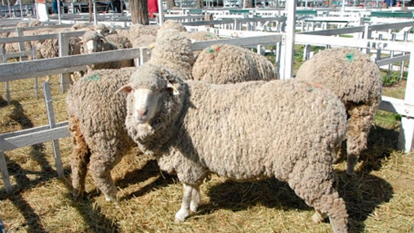 El 95% de los productores ovinos de Chubut no tienen rentabilidad