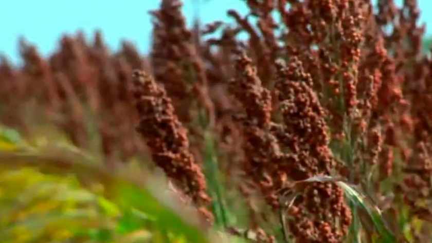 Destacan los elevados rindes de sorgo durante el ciclo actual en Entre Ríos
