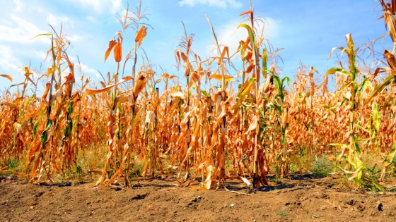 Retraso de La Niña ofrece nuevo escenario para la siembra de maíz en Argentina