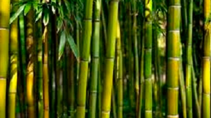 ¿Qué Cualidades tiene el Bambú?