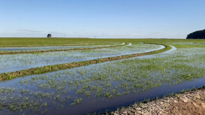 Está disponible edicto para uso de agua de arrocera en el Río Corriente, Paso Santa Rosa, Departamento Goya