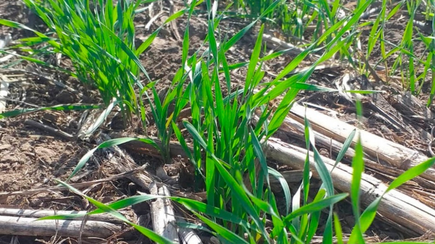 La baja de la urea mejora las perspectivas del trigo y reduce la caída prevista del área sembrada