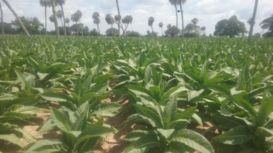 El clima se cargó la producción de tabaco de Corrientes