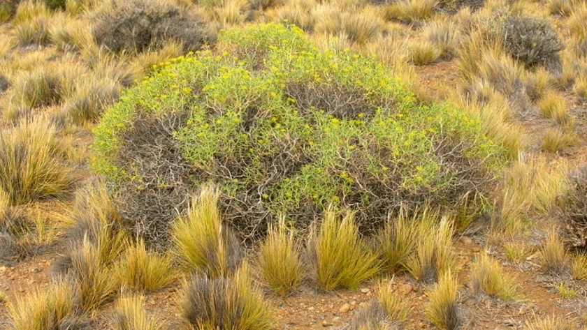 SOS: Plantas al rescate en la Patagonia