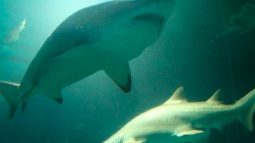 La pesca de tiburones amenazados en nuestras costas