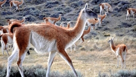 Impulsan el consumo de carne de guanaco como alternativa ante la suba de precios