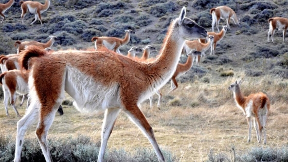 Impulsan el consumo de carne de guanaco como alternativa ante la suba de precios