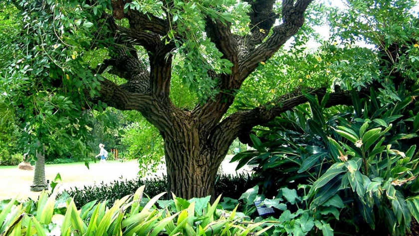 Árbol entrerriano