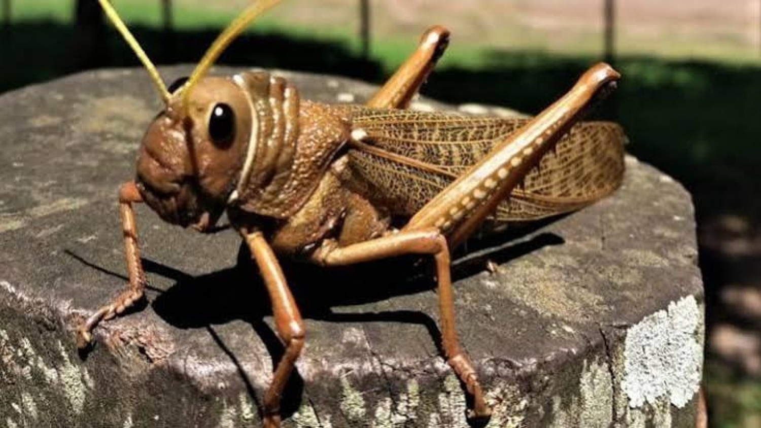 Alerta por la tucura sapo en la Patagonia: piden reforzar el monitoreo y actuar antes de que avance la plaga