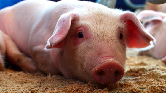 Efluentes de cerdos y cáscara de maní: insumos del agro para eludir el apagón