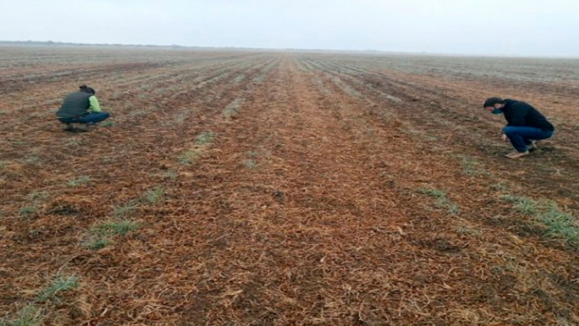 Ya fueron inspeccionados el 90 % de los campos que presentaron planes para cultivar maní