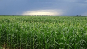 Las lluvias llegan a tiempo para salvar las siembras de maíz, trigo y soja