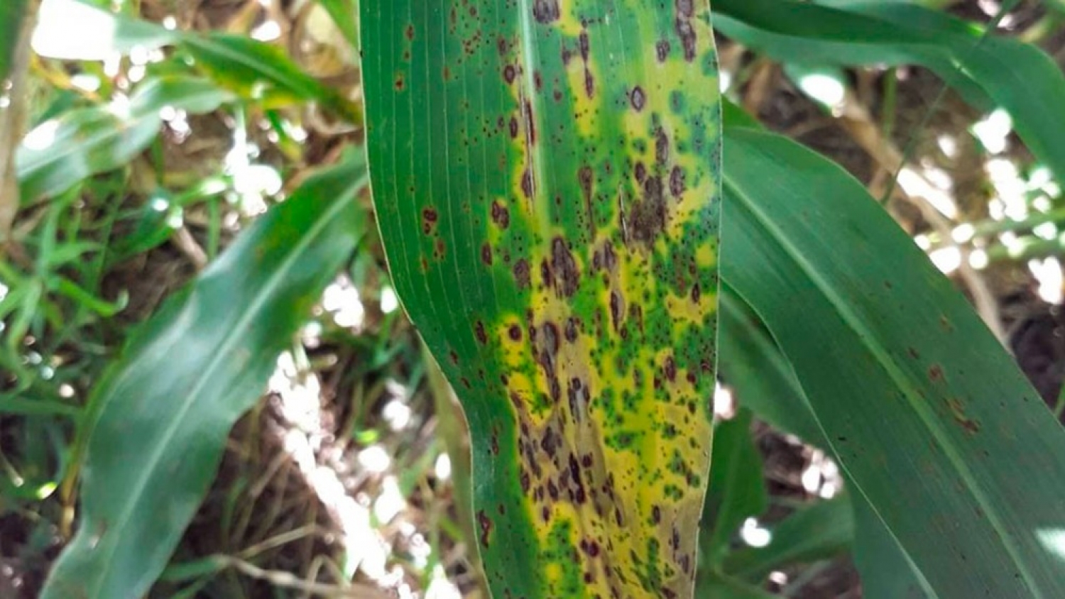 Roya del sorgo: el INTA detectó qué condiciones climáticas favorecen una mayor presión de la enfermedad