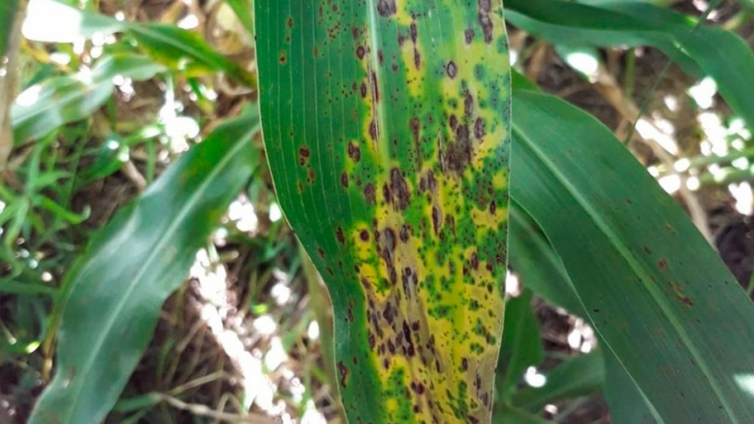 Roya del sorgo: el INTA detectó qué condiciones climáticas favorecen una mayor presión de la enfermedad