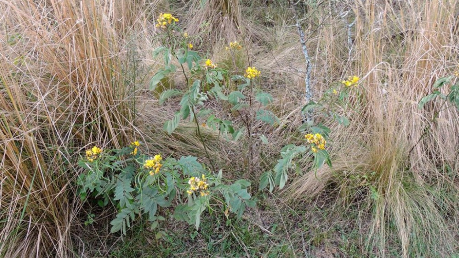 Alerta en el campo: advierten por el impacto creciente de plantas tóxicas en la producción ganadera