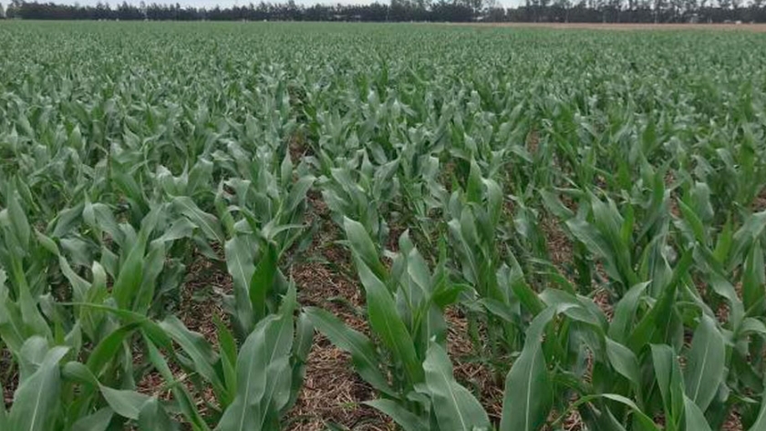 El contrato a cosecha de maíz subió 33% hasta su valor más alto en 8 años