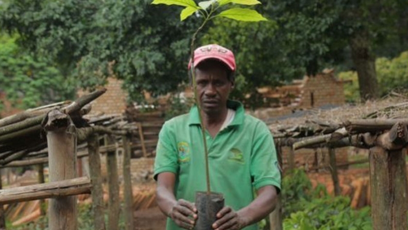 Ruanda comienza a restaurar sus bosques por el principio: las semillas