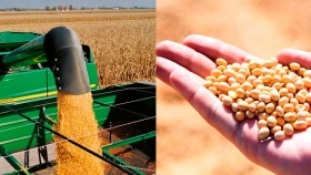 Cada año más cerca: se esperan 50 millones de toneladas de maíz 