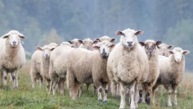 Santa Cruz hacia 2100: la reducción de lluvias amenaza la producción ovina según INTA