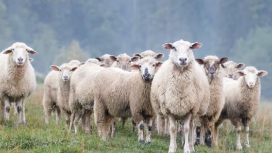Santa Cruz hacia 2100: la reducción de lluvias amenaza la producción ovina según INTA