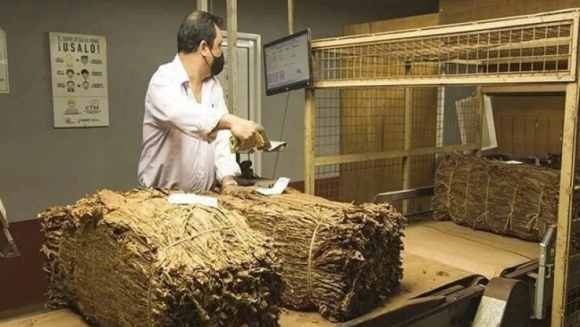 Terminó el acopio de tabaco en Corrientes